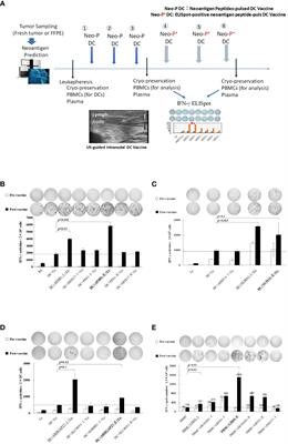 Frontiers Immunological Analysis Of Hybrid Neoantigen Peptide